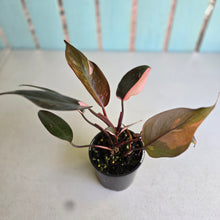 Load image into Gallery viewer, #RD8 Philodendron Pink Princess