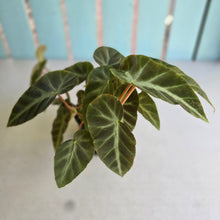 Load image into Gallery viewer, #RB6 Begonia Grey Feather