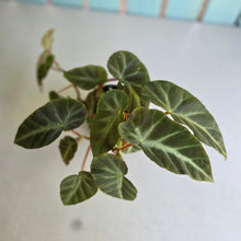 Load image into Gallery viewer, #RB6 Begonia Grey Feather