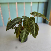 Load image into Gallery viewer, #RB6 Begonia Grey Feather