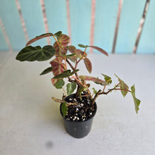 Load image into Gallery viewer, #RB6 Begonia Grey Feather