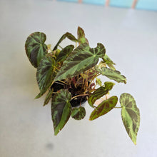 Load image into Gallery viewer, #R221 Begonia Burkillii Silver