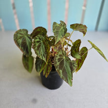 Load image into Gallery viewer, #R221 Begonia Burkillii Silver