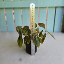 Load image into Gallery viewer, #R221 Begonia Burkillii Silver