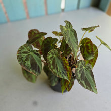 Load image into Gallery viewer, #R221 Begonia Burkillii Silver