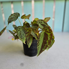 Load image into Gallery viewer, #R221 Begonia Burkillii Silver