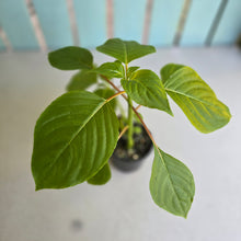 Load image into Gallery viewer, #RD2 Impatiens Grandis