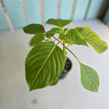 Load image into Gallery viewer, #RD2 Impatiens Grandis