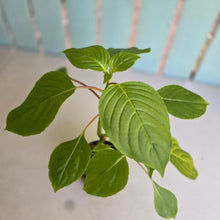 Load image into Gallery viewer, #RD2 Impatiens Grandis
