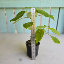 Load image into Gallery viewer, #RD2 Impatiens Grandis