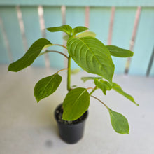 Load image into Gallery viewer, #RD2 Impatiens Grandis