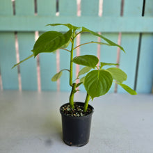 Load image into Gallery viewer, #RD2 Impatiens Grandis