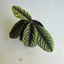 Load image into Gallery viewer, #D73 Labisia Sp.