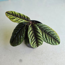 Load image into Gallery viewer, #D73 Labisia Sp.