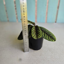 Load image into Gallery viewer, #D73 Labisia Sp.