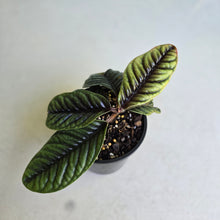 Load image into Gallery viewer, #D73 Labisia Sp.