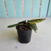 Load image into Gallery viewer, #D73 Labisia Sp.