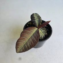 Load image into Gallery viewer, #R112 Labisia Sp.