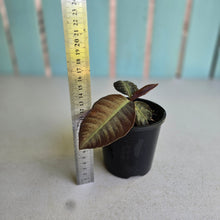 Load image into Gallery viewer, #R112 Labisia Sp.