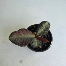 Load image into Gallery viewer, #R112 Labisia Sp.