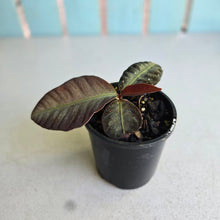 Load image into Gallery viewer, #R112 Labisia Sp.