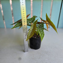 Load image into Gallery viewer, #RD49 Begonia White Ice