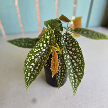 Load image into Gallery viewer, #RD49 Begonia White Ice