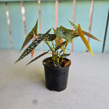 Load image into Gallery viewer, #RD49 Begonia White Ice