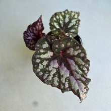 Load image into Gallery viewer, #RA5 Begonia Unknown