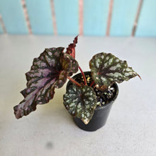 Load image into Gallery viewer, #RA5 Begonia Unknown