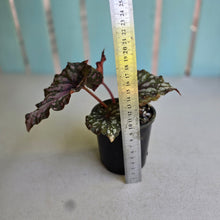 Load image into Gallery viewer, #RA5 Begonia Unknown