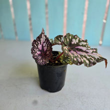 Load image into Gallery viewer, #RA5 Begonia Unknown
