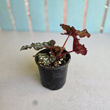 Load image into Gallery viewer, #RA5 Begonia Unknown