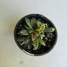 Load image into Gallery viewer, #R491 Nautilocalyx Pemphidius