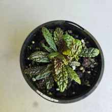 Load image into Gallery viewer, #R491 Nautilocalyx Pemphidius