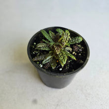 Load image into Gallery viewer, #R491 Nautilocalyx Pemphidius