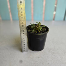Load image into Gallery viewer, #R491 Nautilocalyx Pemphidius