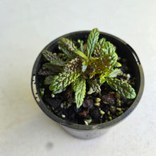 Load image into Gallery viewer, #R491 Nautilocalyx Pemphidius