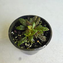 Load image into Gallery viewer, #R491 Nautilocalyx Pemphidius