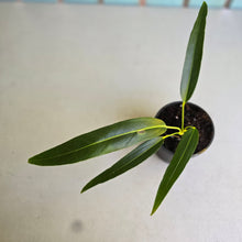 Load image into Gallery viewer, #RA18 Anthurium Spectabile