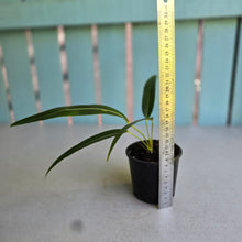 Load image into Gallery viewer, #RA18 Anthurium Spectabile