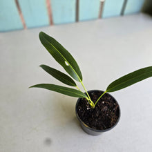 Load image into Gallery viewer, #RA18 Anthurium Spectabile