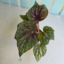 Load image into Gallery viewer, #D54 Begonia Unknown