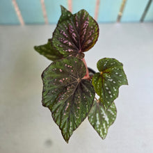 Load image into Gallery viewer, #D54 Begonia Unknown