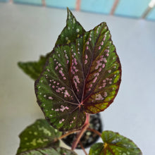Load image into Gallery viewer, #D54 Begonia Unknown