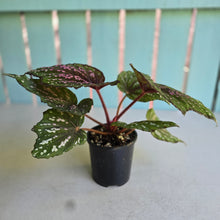 Load image into Gallery viewer, #D54 Begonia Unknown
