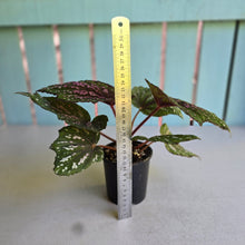 Load image into Gallery viewer, #D54 Begonia Unknown