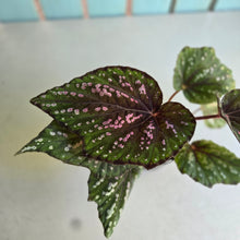 Load image into Gallery viewer, #D54 Begonia Unknown