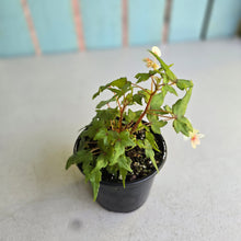 Load image into Gallery viewer, #RB8 Begonia Dregei 'Partita'
