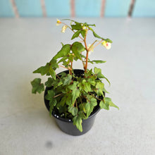 Load image into Gallery viewer, #RB8 Begonia Dregei 'Partita'